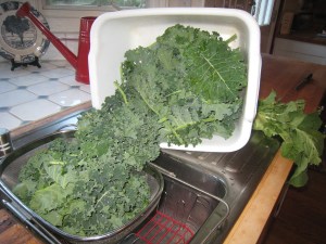 Draining the washed greens