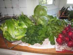 Preemptive Picking as The Gardener Heads Out of Town