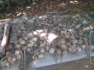 Onions drying in the shade.  A bit of screening keeps the critters away.