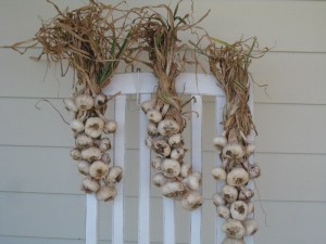 Garlic Braids