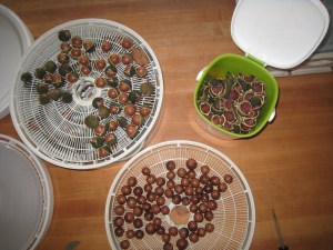 Nuts still in the husk at 10:00, discarded husks in the compost bin at 1:00, and nuts in the shell ready to go to through the second drying at 5:30.