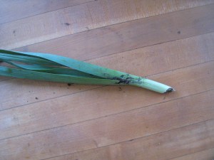 Gophered leek