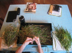 Busy hands sorting the edible chives from the compostable chives.